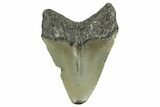 Juvenile Megalodon Tooth - North Carolina #361730-1